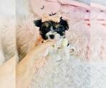 Small #24 Morkie