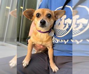 Chihuahua Dogs for adoption in Brighton, CO, USA