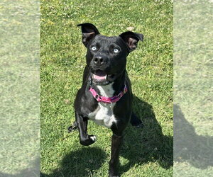 Mutt Dogs for adoption in Boston, MA, USA