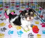 Small Photo #6 Havanese Puppy For Sale in ORO VALLEY, AZ, USA