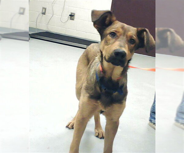 Medium Photo #1 German Shepherd Dog Puppy For Sale in Fayetteville, NC, USA