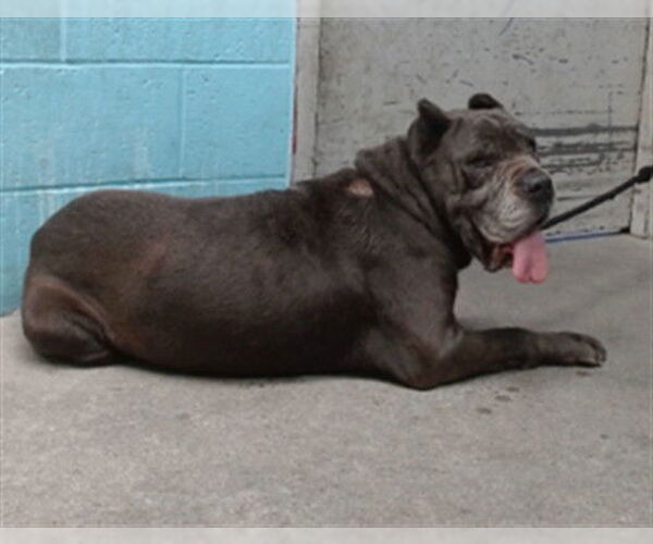 Medium Photo #1 Mastiff Puppy For Sale in Downey, CA, USA
