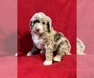 Miniature Bernedoodle Puppy for Sale in GREEN FOREST, Arkansas USA