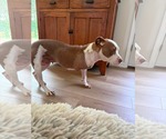 Small Photo #9 American Pit Bull Terrier-Unknown Mix Puppy For Sale in Germantown, OH, USA