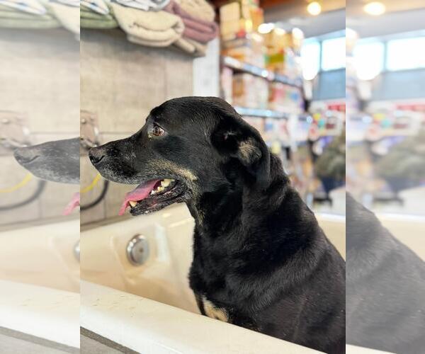 Medium Photo #7 Labrador Retriever-Unknown Mix Puppy For Sale in San Diego, CA, USA