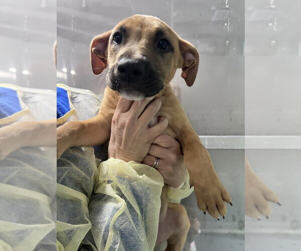 Medium Photo #2 Mutt Puppy For Sale in Elmsford, NY, USA