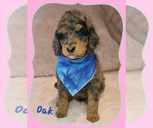 Medium Poodle (Standard)