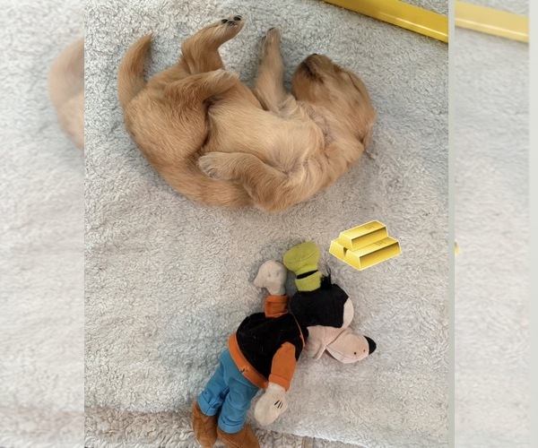 Medium Photo #44 Golden Retriever Puppy For Sale in EXTON, PA, USA
