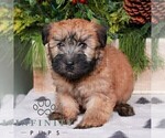 Small #1 Soft Coated Wheaten Terrier