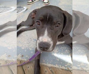 Johnny - Male Boxador Dog for Adoption - Photo #10