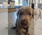 Small #5 Labrador Retriever