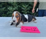 Small #13 Basset Hound