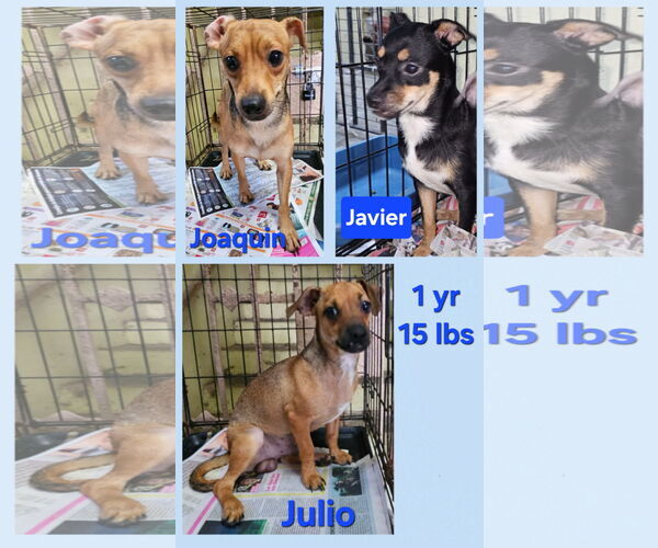 Medium Photo #1 Chihuahua-Unknown Mix Puppy For Sale in Virginia Beach, VA, USA