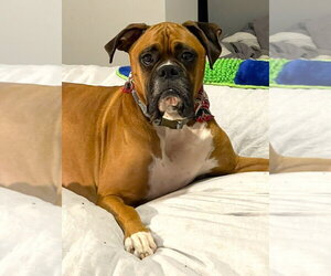Dutchess II - ABR Return - Female Boxer Dog for Adoption - Photo #2