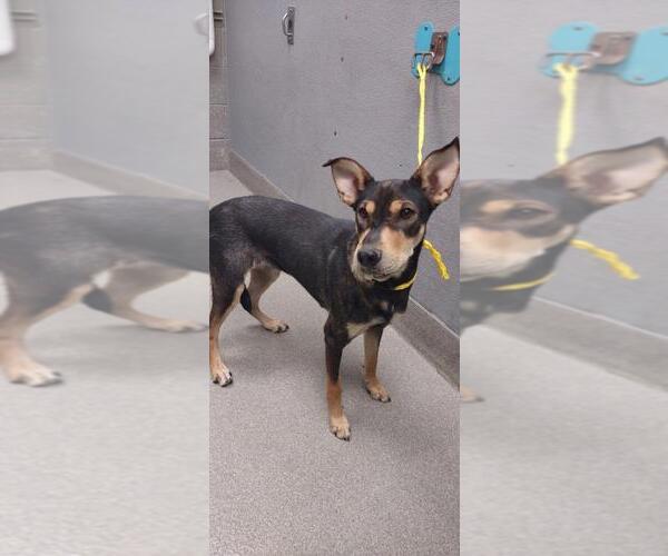 Medium Photo #1 German Shepherd Dog-Unknown Mix Puppy For Sale in Las Vegas, NV, USA