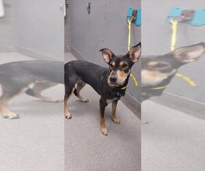 German Shepherd Dog-Unknown Mix Dogs for adoption in Las Vegas, NV, USA
