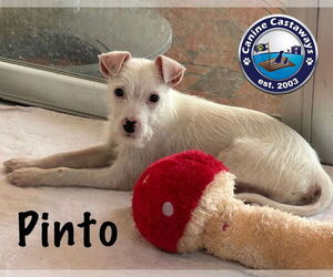 Jack Russell Terrier-Unknown Mix Dogs for adoption in Arcadia, FL, USA