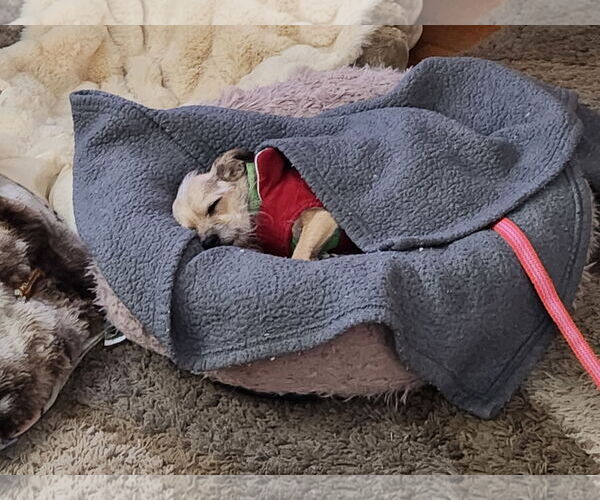 Medium Photo #8 Cairn Terrier-Unknown Mix Puppy For Sale in Princeton, MN, USA