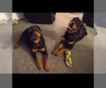 Small Photo #7 Rottweiler Puppy For Sale in COLORADO SPRINGS, CO, USA