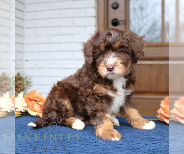Medium Photo #2 Bernedoodle (Miniature) Puppy For Sale in LANCASTER, PA, USA