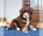 Small #1 Bernedoodle (Miniature)