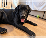 Small #3 Labrador Retriever