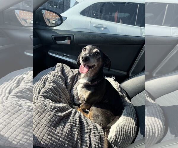 Medium Photo #1 Dachshund Puppy For Sale in Fruitland, SC, USA