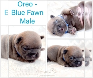 French Bulldog Puppy for sale in NEWARK, TX, USA