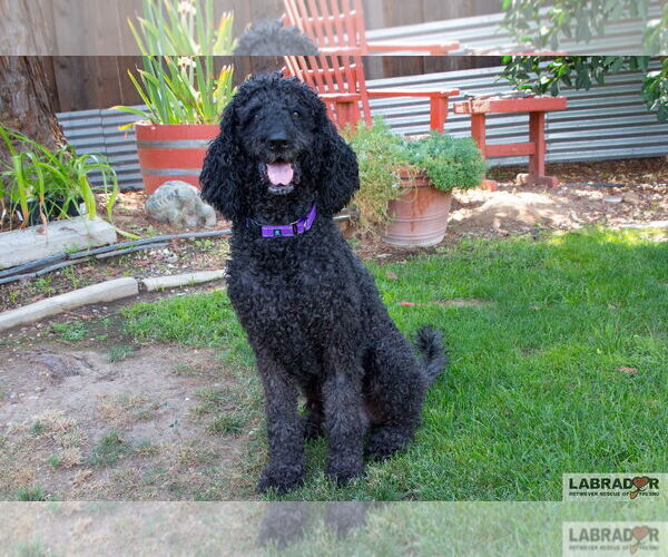 Medium Photo #4 Labradoodle Puppy For Sale in Clovis, CA, USA
