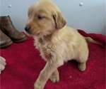 Puppy Mickey Golden Retriever