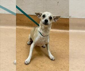 Mutt Dogs for adoption in Martinez, CA, USA