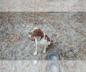 Father of the Brittany puppies born on 12/28/2025