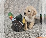 Small #10 Labrador Retriever