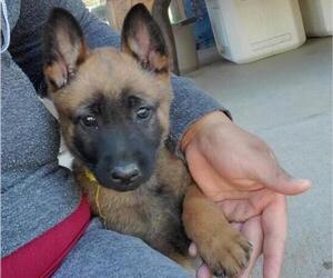 Belgian Malinois Puppy for sale in HESPERIA, CA, USA