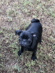 Pug Puppy for sale in LEX PK, MD, USA