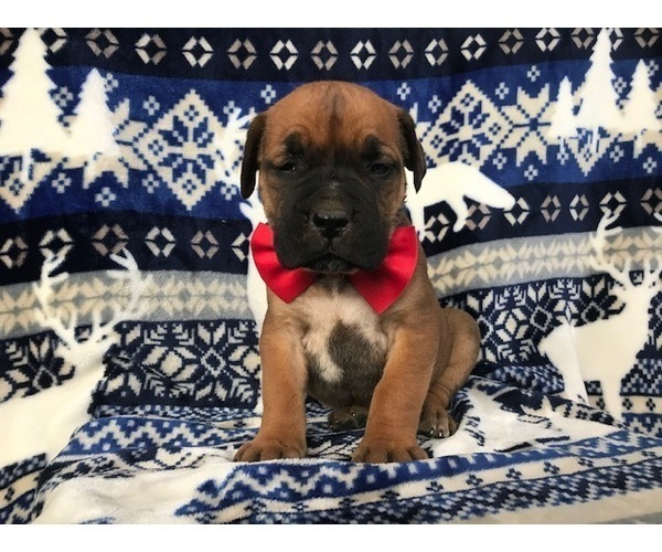 Medium Photo #2 Boerboel Puppy For Sale in CHRISTIANA, PA, USA