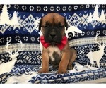 Small Photo #2 Boerboel Puppy For Sale in CHRISTIANA, PA, USA