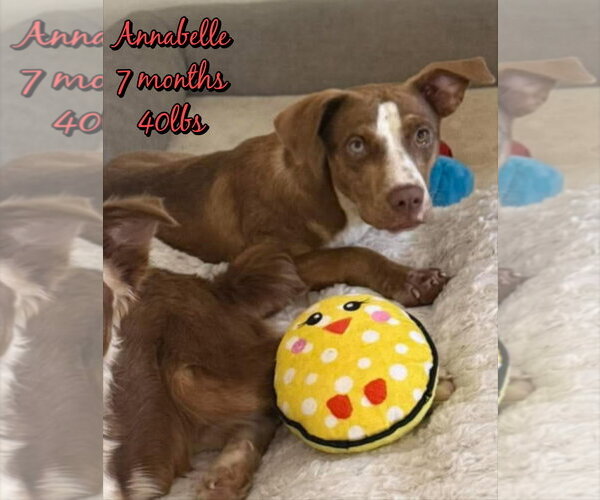 Medium Photo #1 Mutt Puppy For Sale in Woodbury, NY, USA