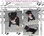 Small Photo #3 American Bully Puppy For Sale in CENTREVILLE, VA, USA