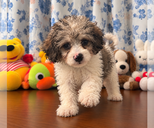 Medium Photo #12 Cockapoo (Miniature) Puppy For Sale in DURHAM, CT, USA