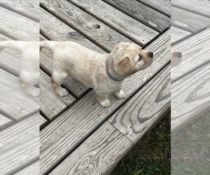 Medium Labrador Retriever
