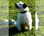 Small Photo #7 Jack Russell Terrier Puppy For Sale in APPLE GROVE, WV, USA
