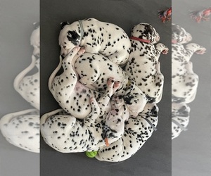Dalmatian Puppy for sale in GUYTON, GA, USA