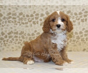 Cavapoo Puppy for sale in DENVER, PA, USA