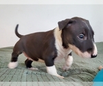 Small Bull Terrier