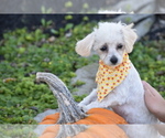 Image preview for Ad Listing. Nickname: Buttons