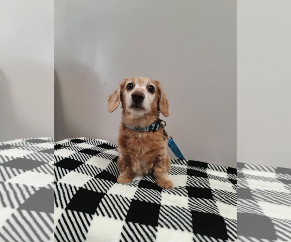 Medium Photo #3 Dachshund Puppy For Sale in St. Louis Park, MN, USA