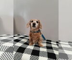 Small #2 Dachshund