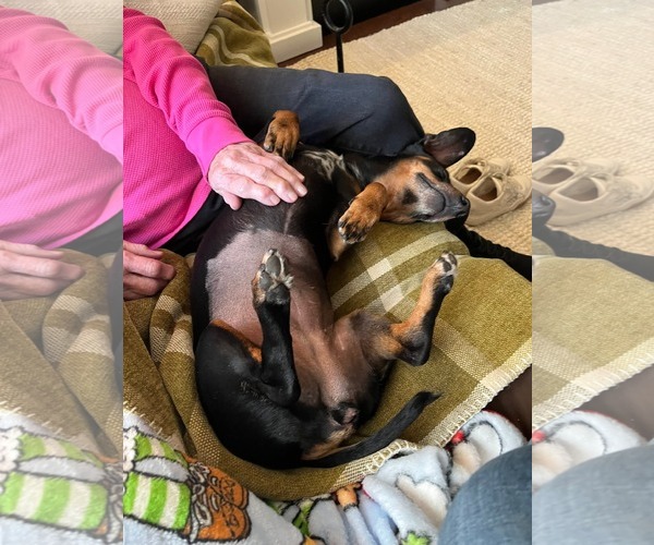 Medium Photo #2 Dachshund-Unknown Mix Puppy For Sale in Wakefield, RI, USA