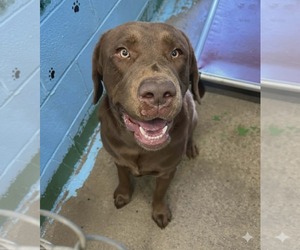 Labrador Retriever Dogs for adoption in Rustburg, VA, USA